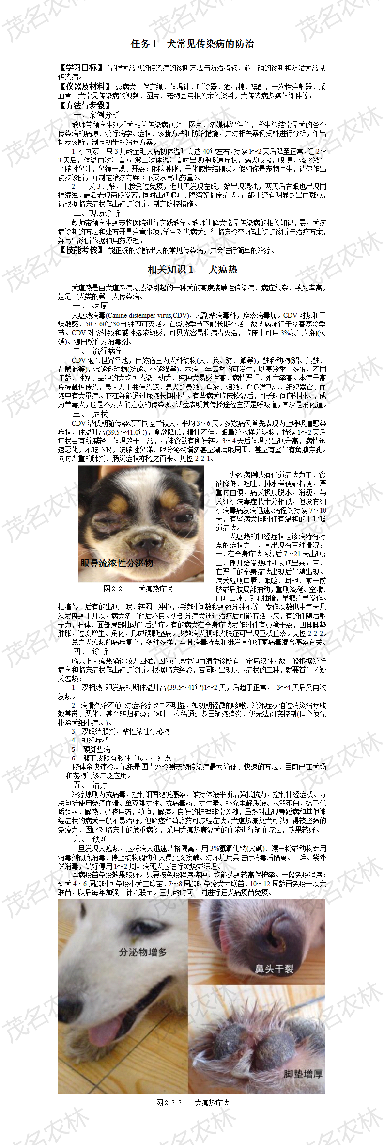 相关知识1   犬瘟热.png